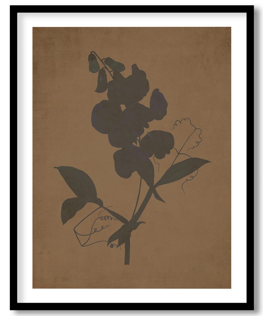 Everlasting Pea flower botanical - Walnut Pressed