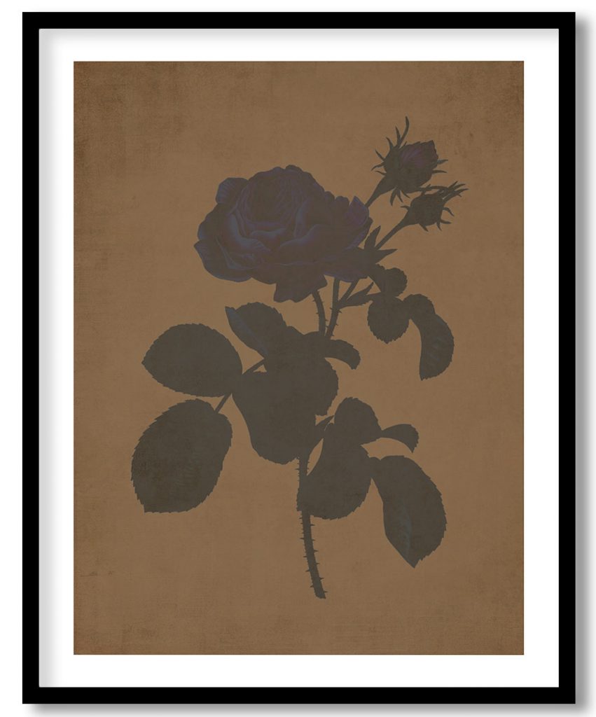Cabbage rose botanical - Walnut Pressed