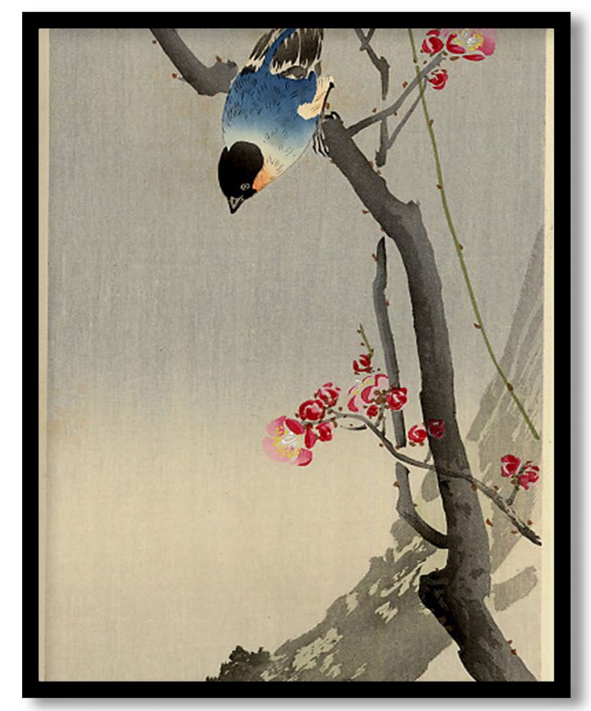 Bullfinch on Flowering Plum by Ohara Koson (Date Unknown)