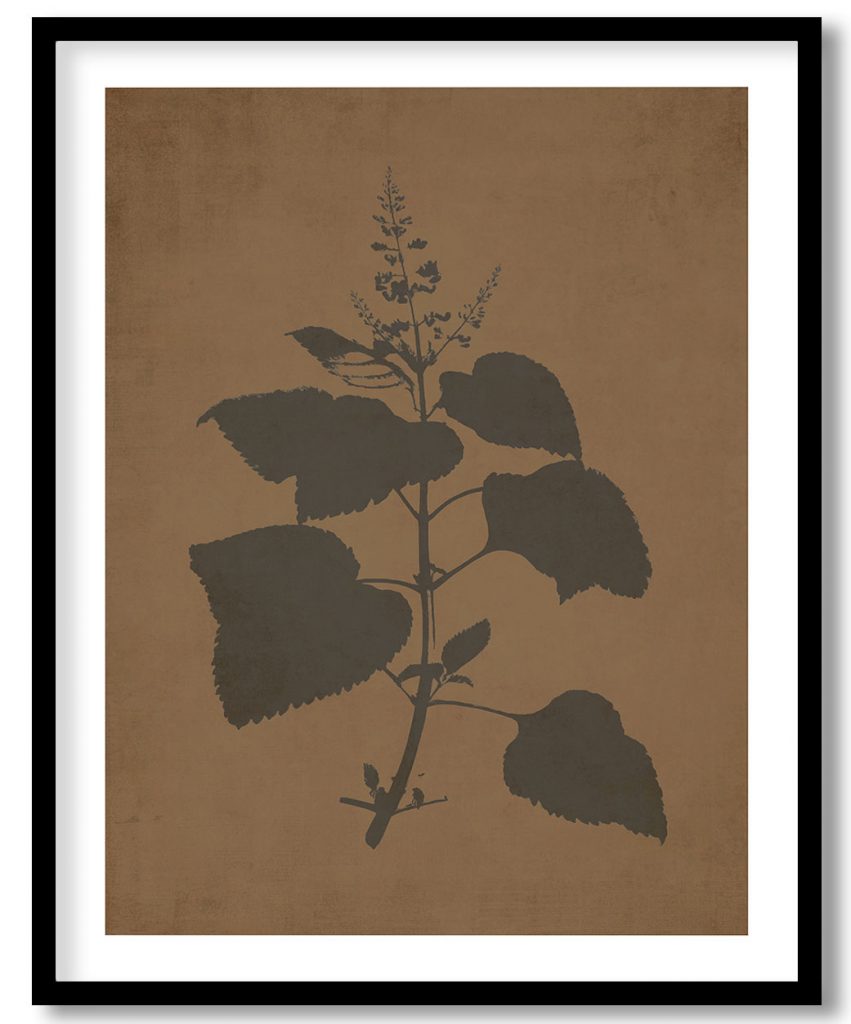 Plectranthus Fruticosus - Walnut Pressed