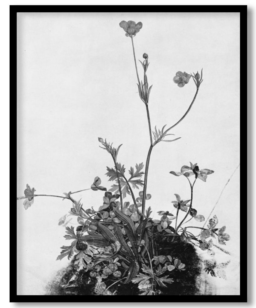 Butter Cups, Red Clover and Plantain by Albrecht Durer (1526)
