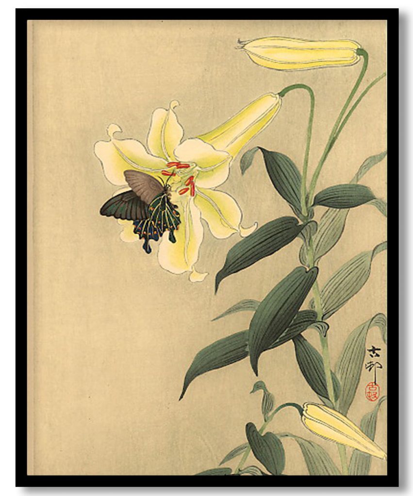 Butterfly and lily by Ohara Koson (Date Unknown)