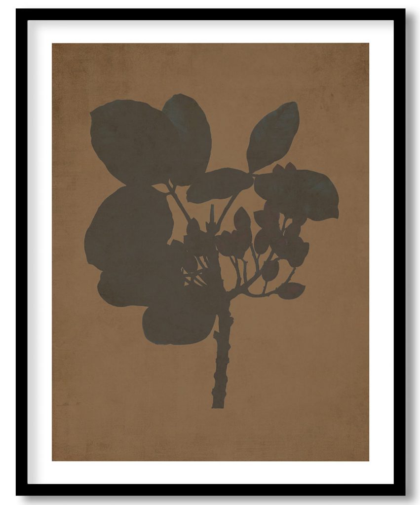 Pistachio (Pistaccia vera) - Walnut Pressed