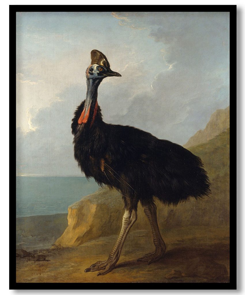 Cassowary by Jean Baptiste Oudry (1745)