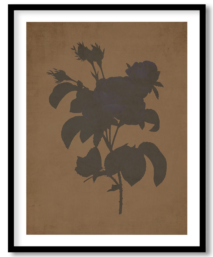 Rosier a cent feuilles #212 - Walnut Pressed