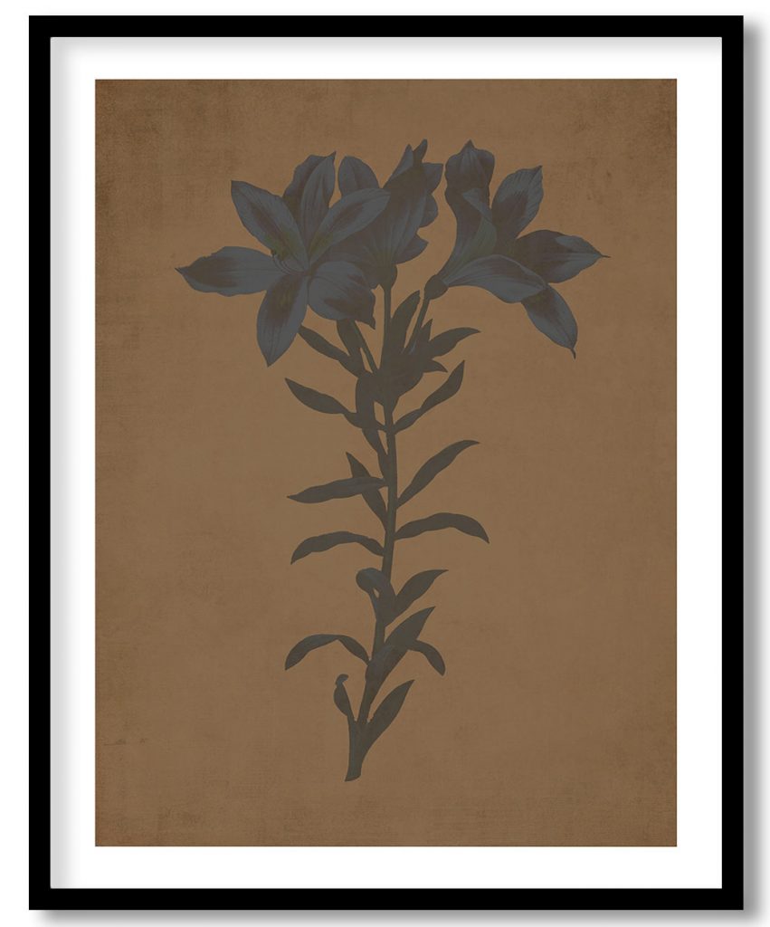 Peruvian Lily - Walnut Pressed