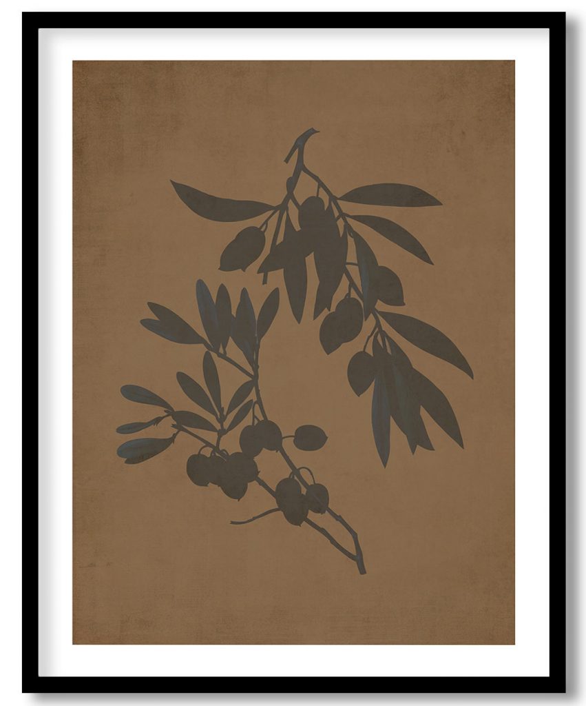 Olive (Olea europaea) - Walnut Pressed