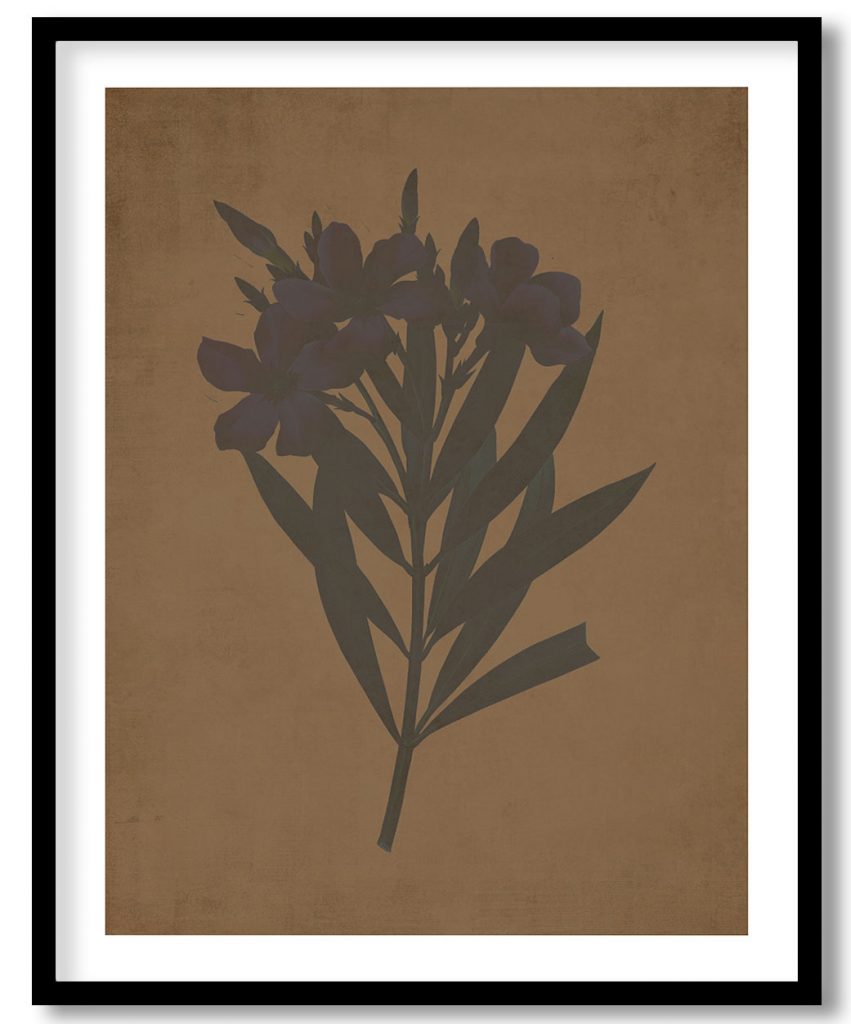 Oleander flower - Walnut Pressed