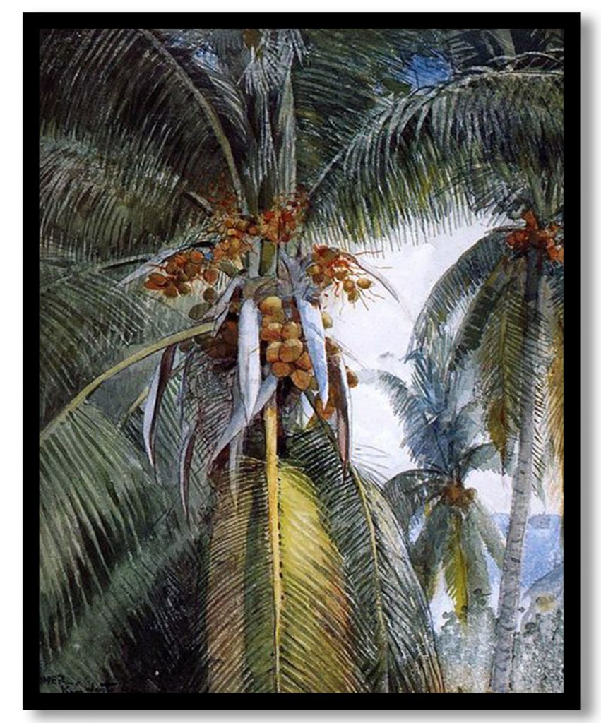 Coconut Palms, Key West by Winslow Homer (Date Unknown)