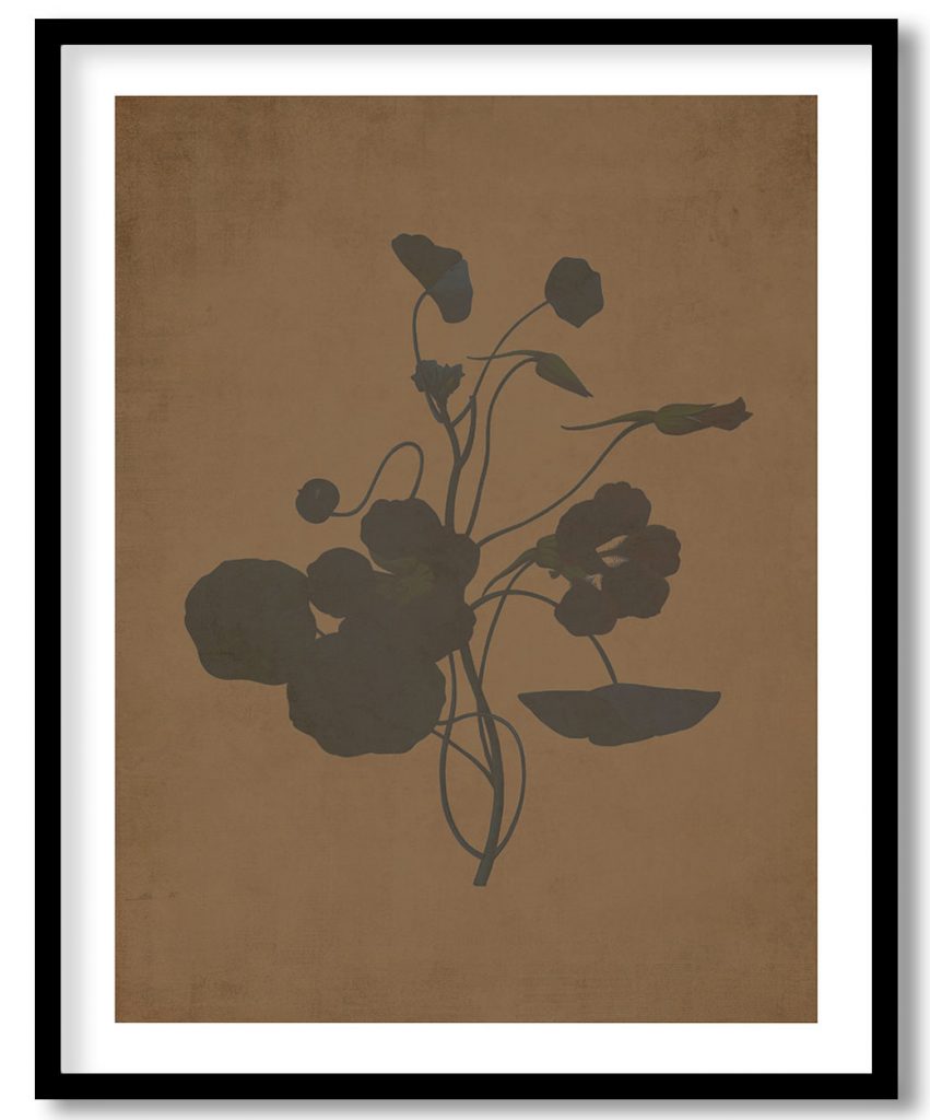 Monk's cress flower botanical - Walnut Pressed