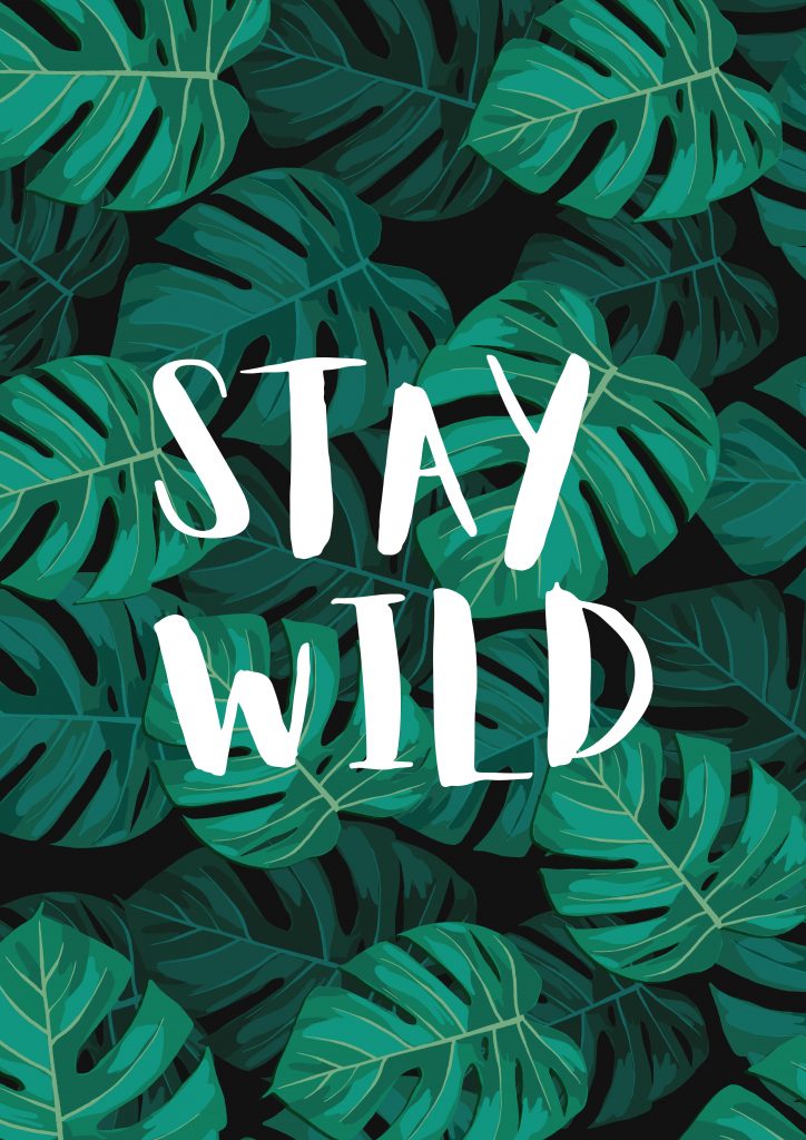 Stay Wild