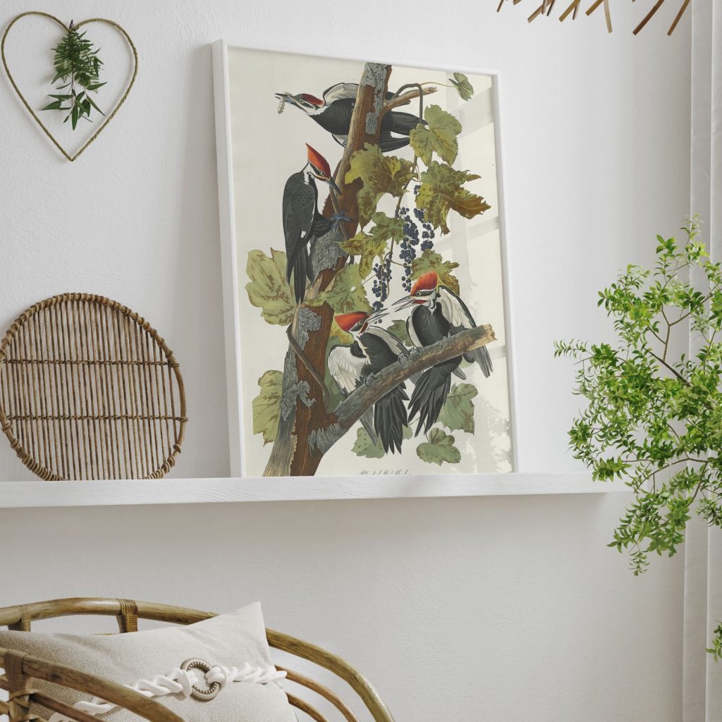 Pileated Woodpecker by John James Audubon (1831)