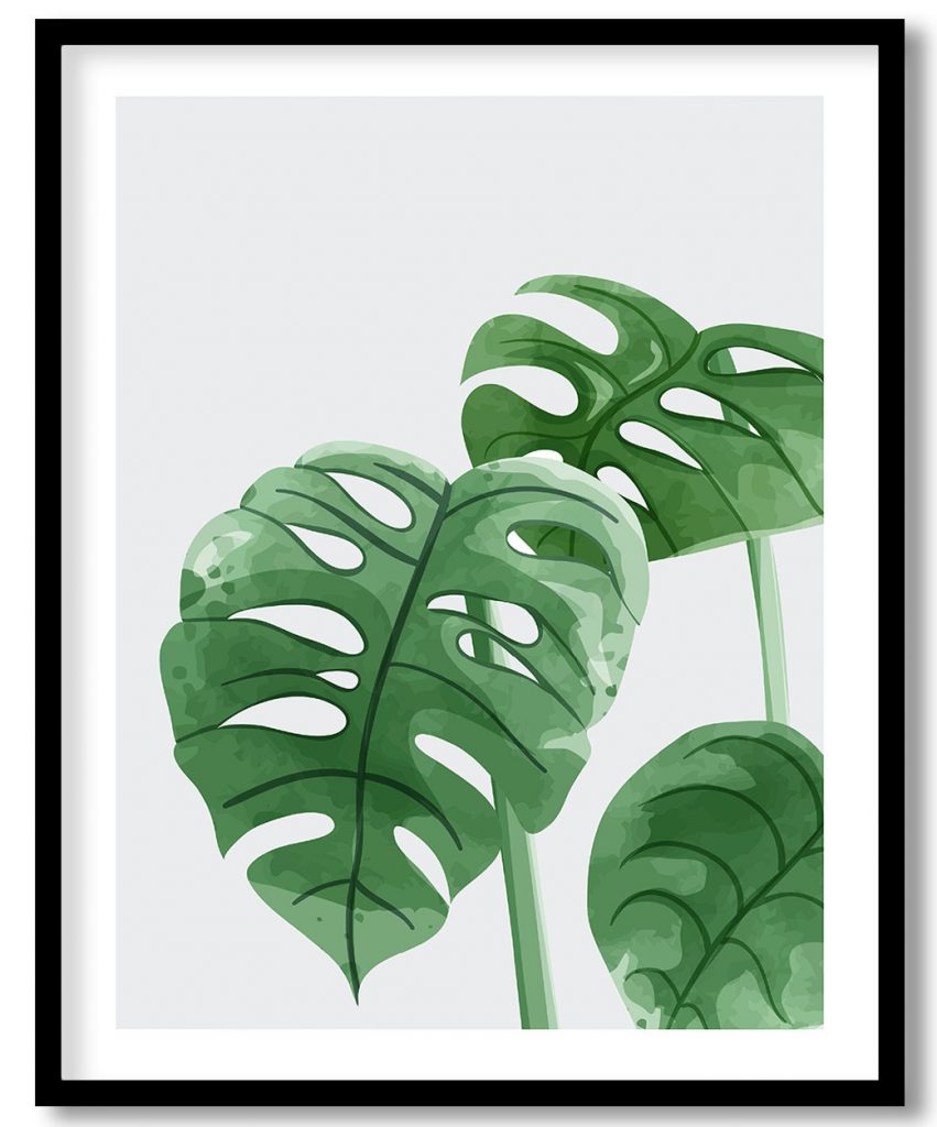 Monstera leaflet