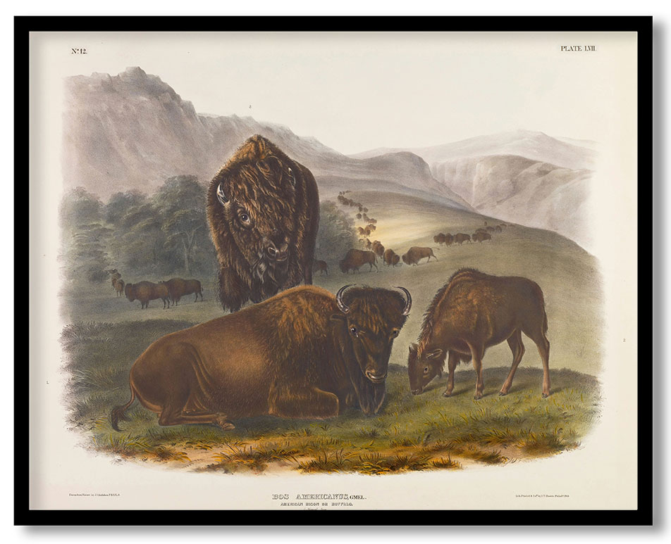 American Bison or Buffalo by John James Audubon (1845)