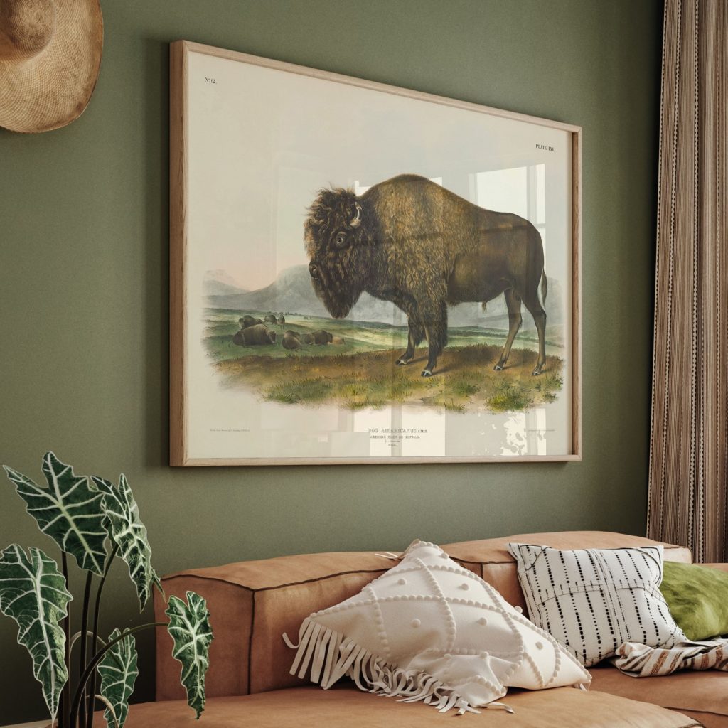 Bos americanus, Gmel, American Bison or Buffalo. 1/7 Natural Size. Male. by John James Audubon (1845)