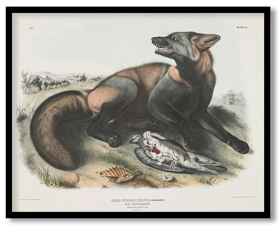 Canis (Vulpes) fulvus. Desmaret. Var. decussatus. American Cross Fox. 7/8 Natural Size, Male. by John James Audubon (1843)