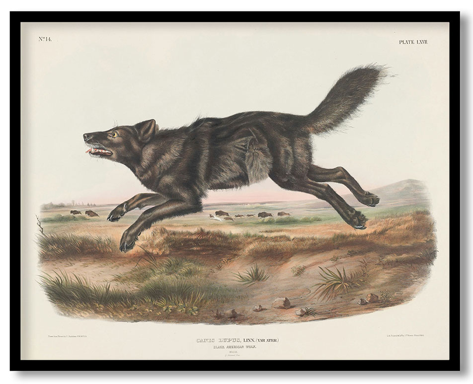 Canis lupus, Linn. (Var. Ater.) Black American Wolf. Male. 1/3 Natural Size. by John James Audubon (1845)