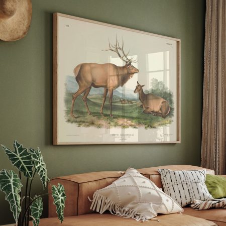 Cervus canadensis, Ray. American Elk -- Wapiti Deer. 1/7 Natural Size. Male and Female. by John James Audubon (1845)