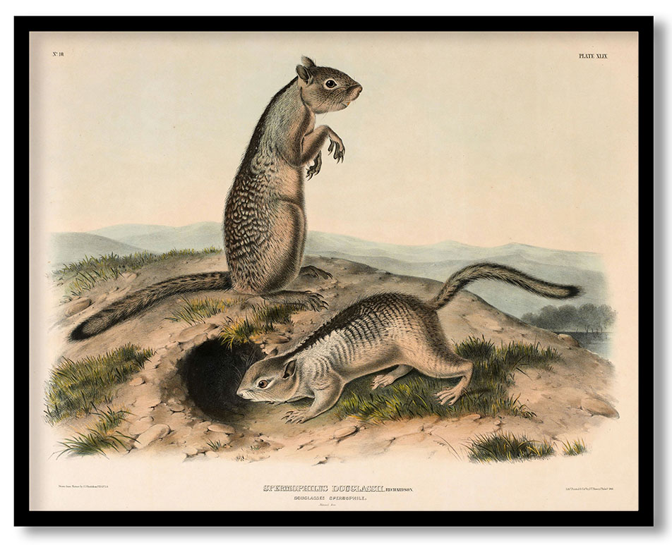 Douglasses Spermophile (Spermophillus Douglassii) by John James Audubon (1844)