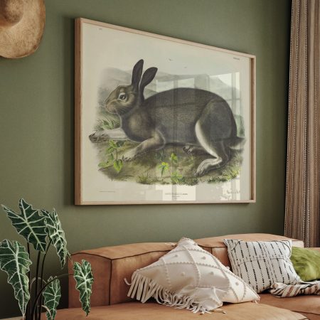Lepus gacialis, Leach. Polar Hare. Natural Size. by John James Audubon (1844)