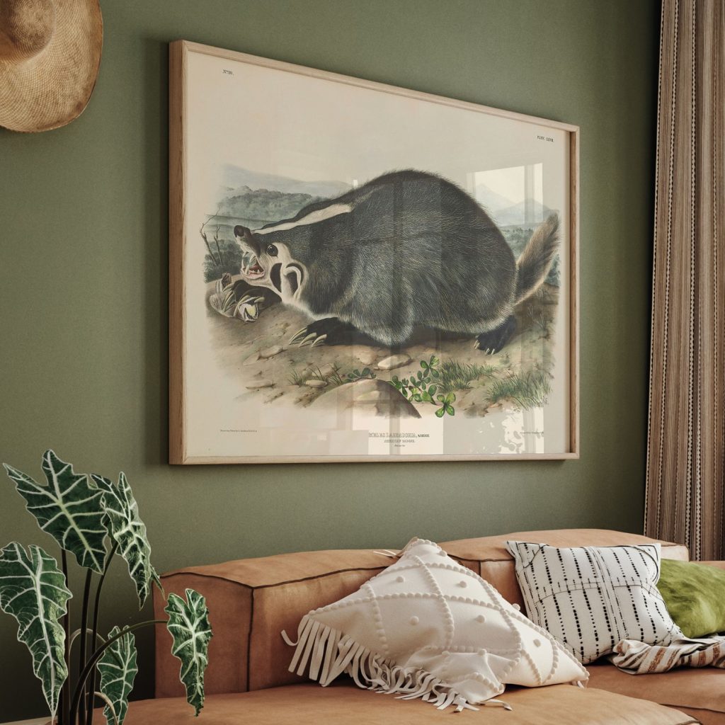 Meles labradoria, Sabine, American Badger. Natural Size by John James Audubon (1844)