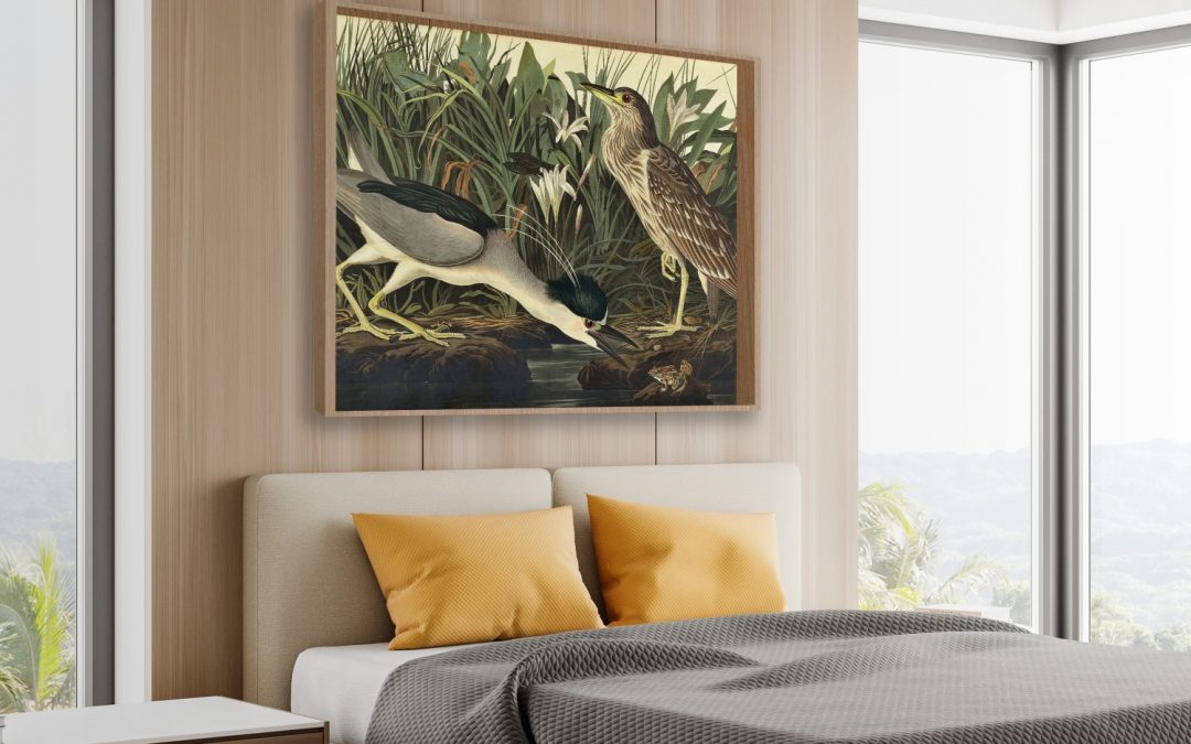 Framed Art | Plate 236, Night Heron or Qua Bird, Adrea Nycticorax