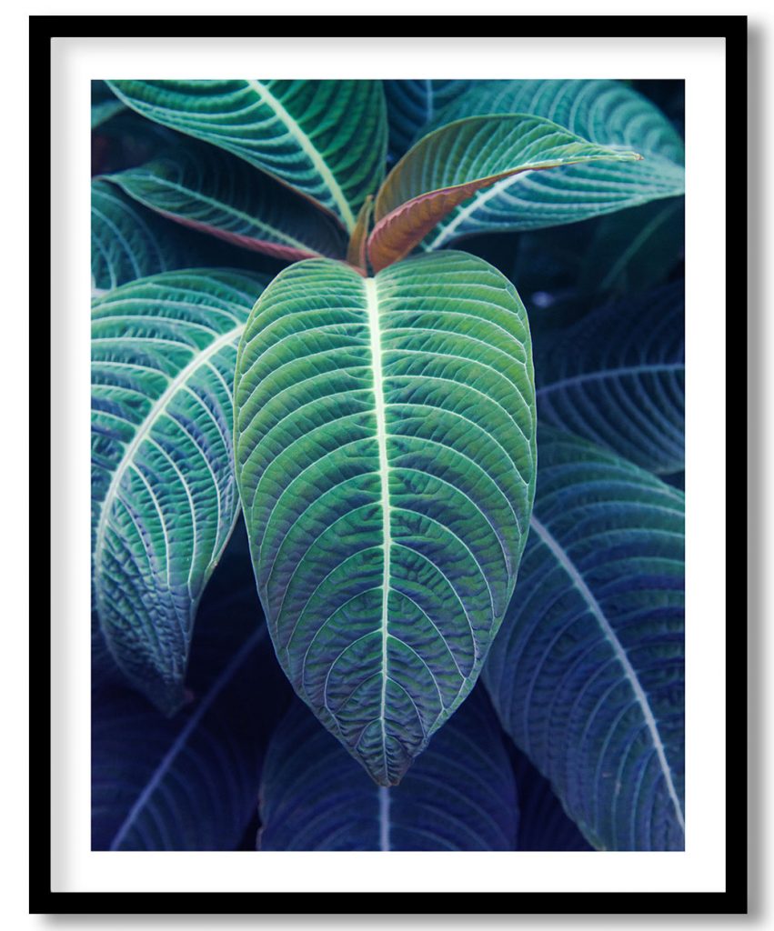 Dark green leaf