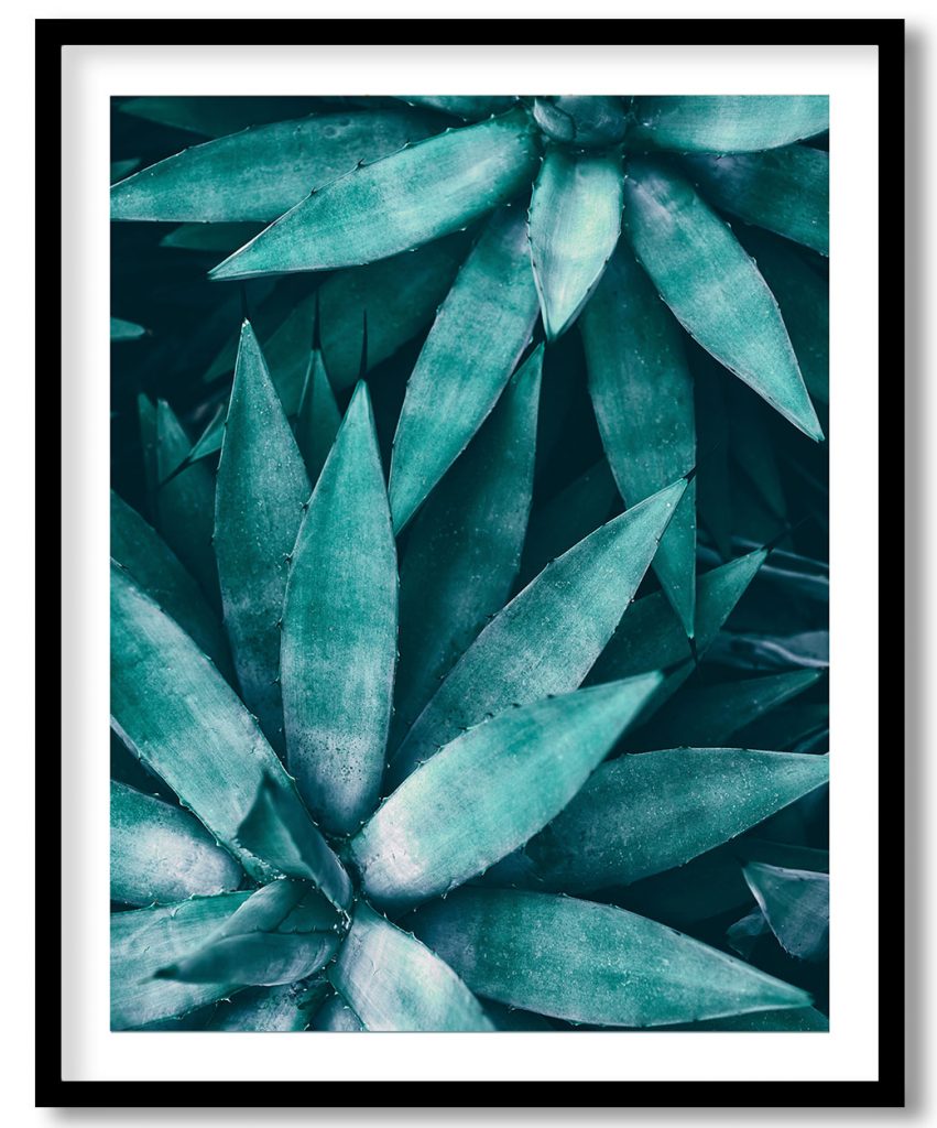 Green leaf succulent