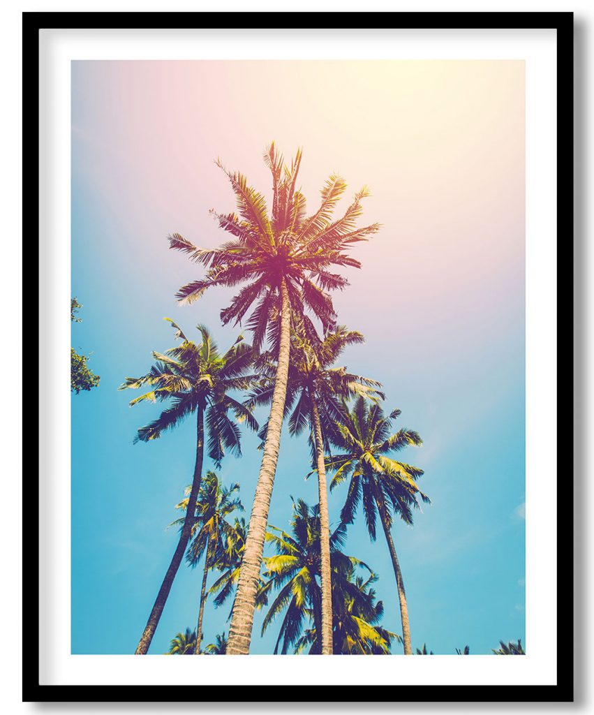 Palms in the sun