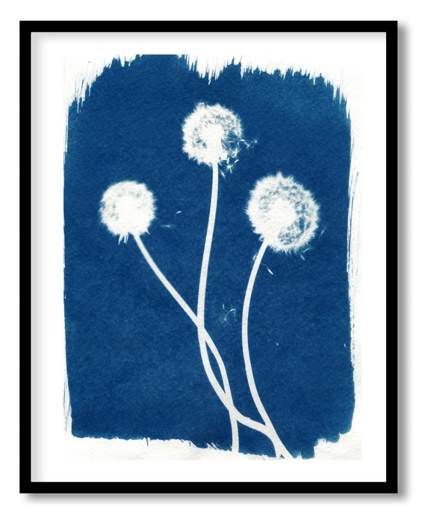 Indigo white dandelion flowers
