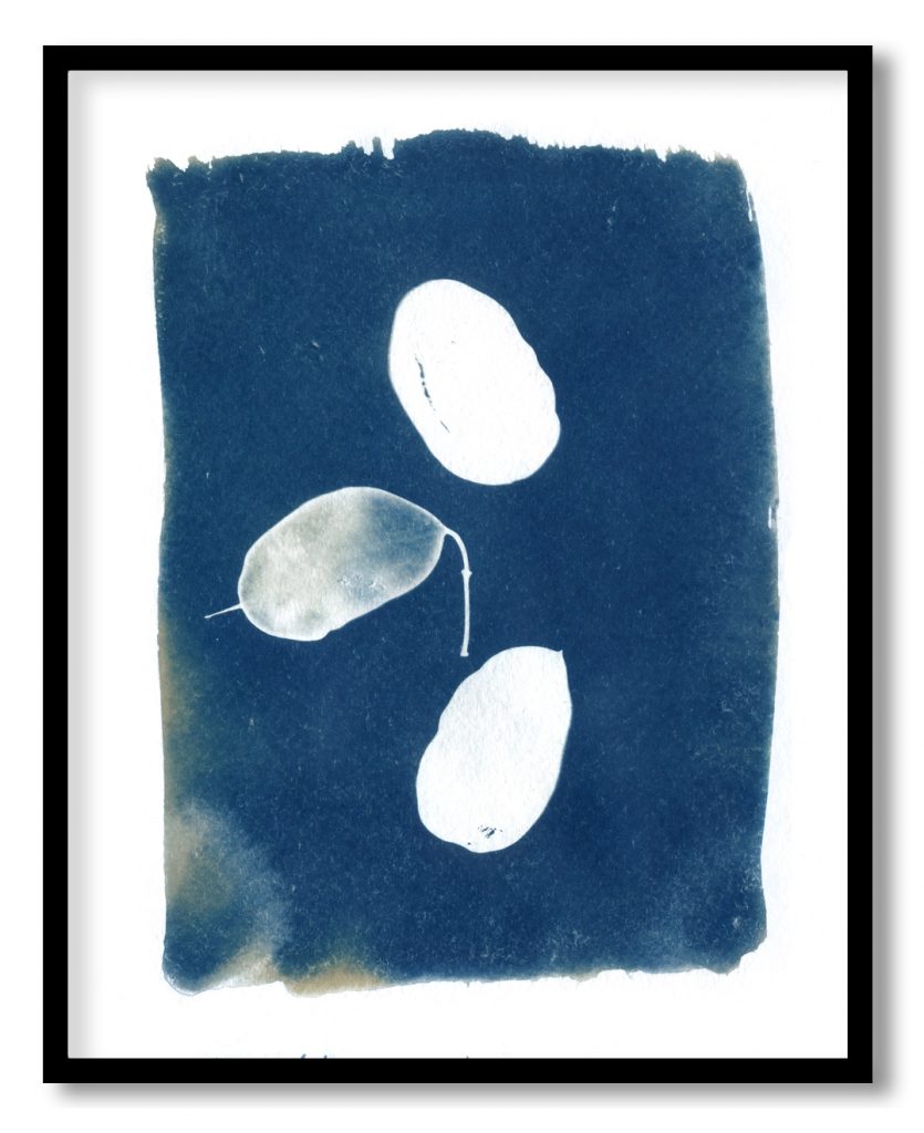 Indigo white botanical