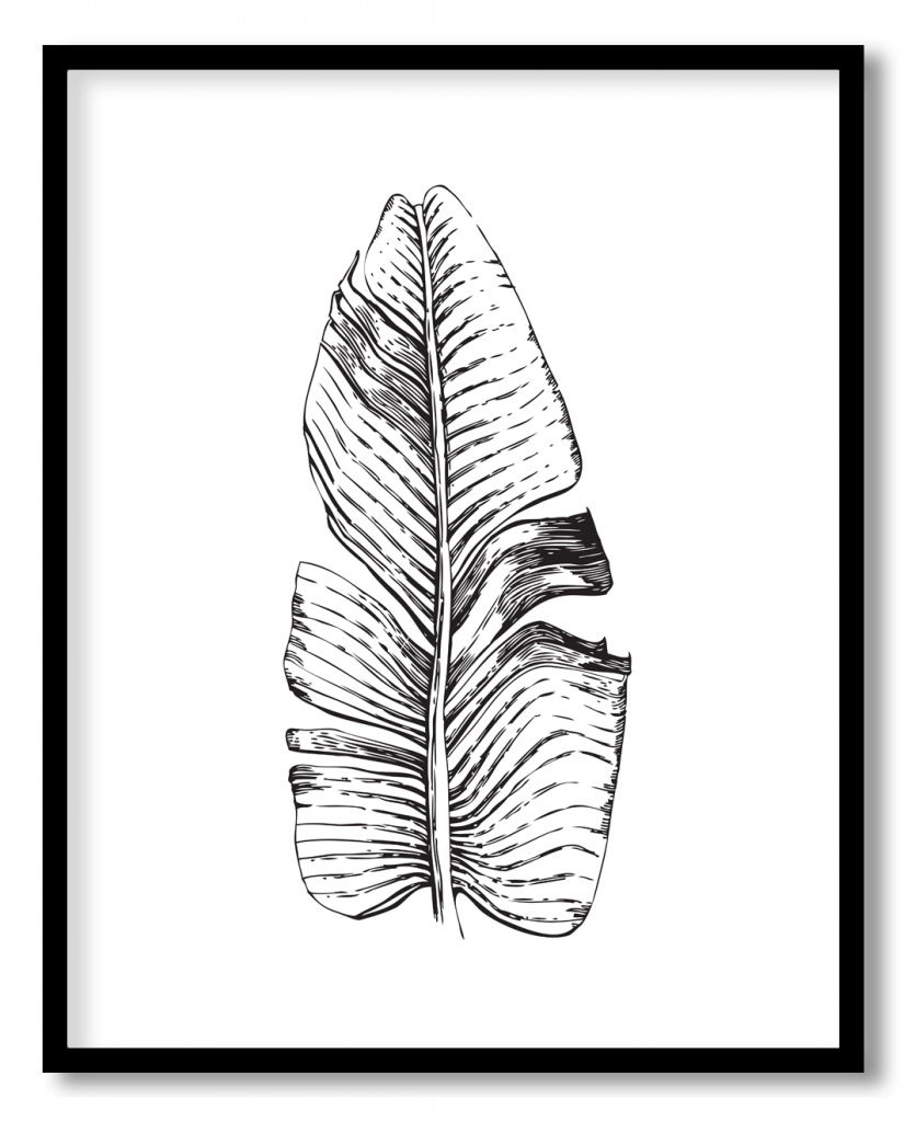 Black line drawing banana leaf #16