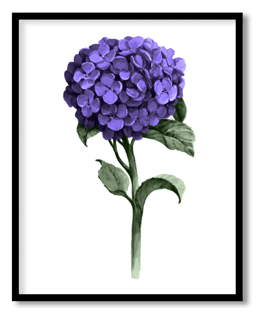 Purple hydrangea flower #11
