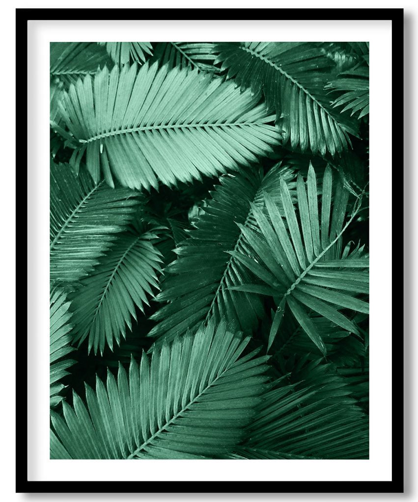 Green palm leaves