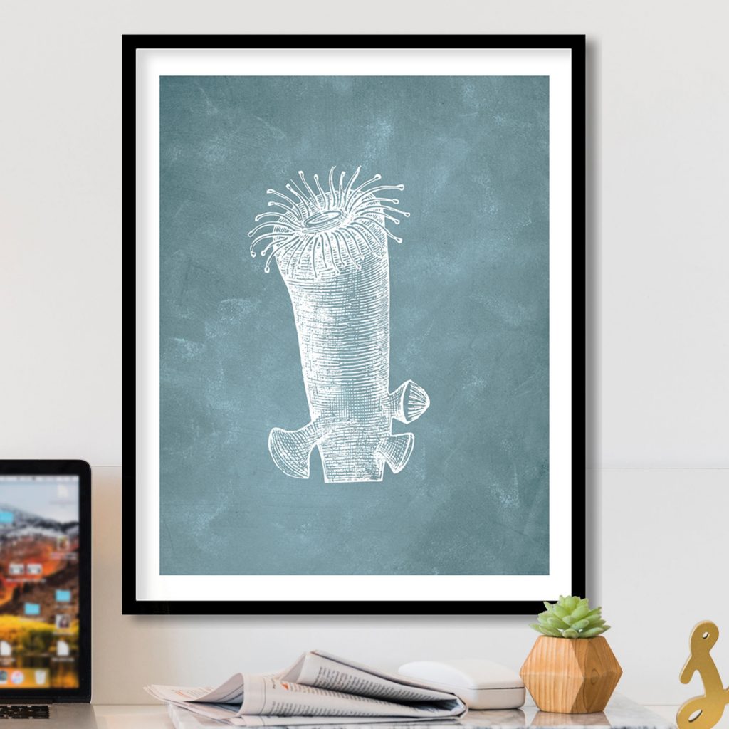 Nature White Sea Anemone – Wall Art