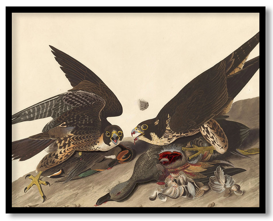 Great Footed Hawk by John James Audubon (1827)