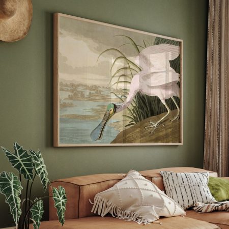 Roseate Spoonbill by Robert Havell, Jr. (1836)