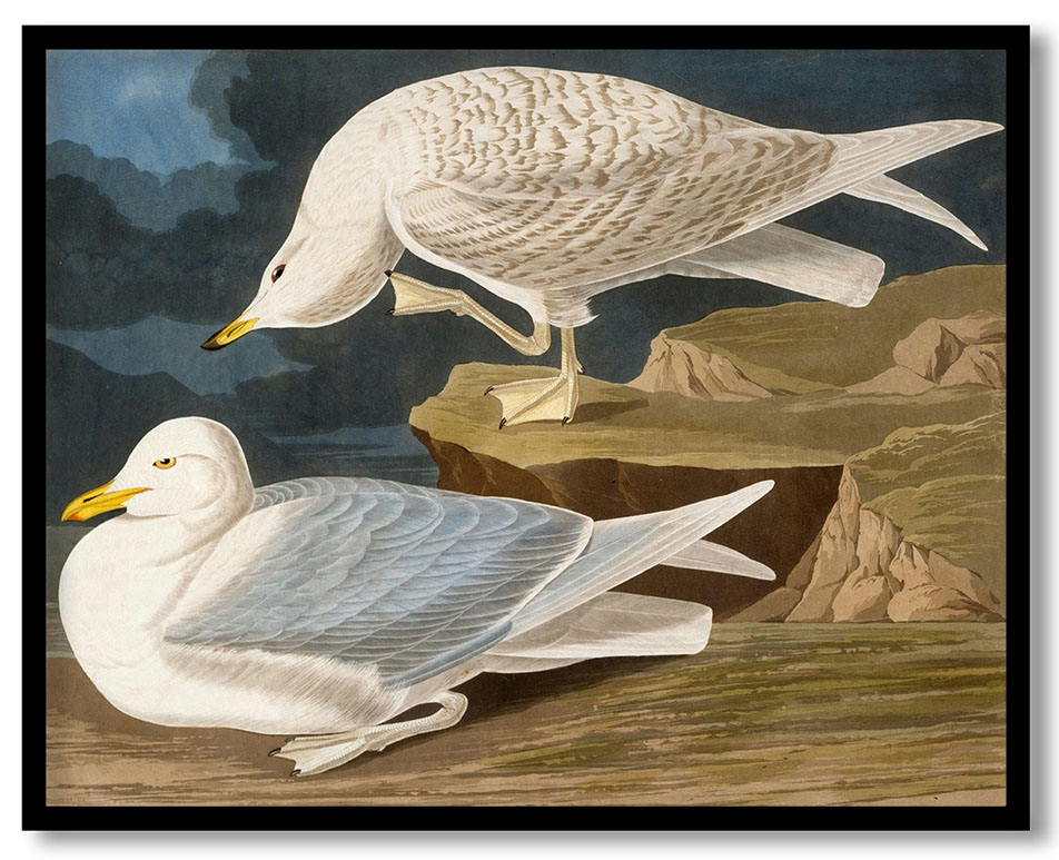 White-Winged Silvery Gull by Robert Havell Jr. (1835)