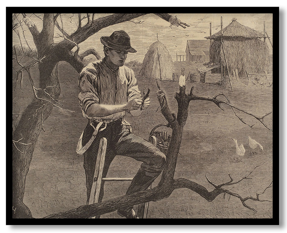 Spring Farm Work - Grafting by Winslow Homer (1870)