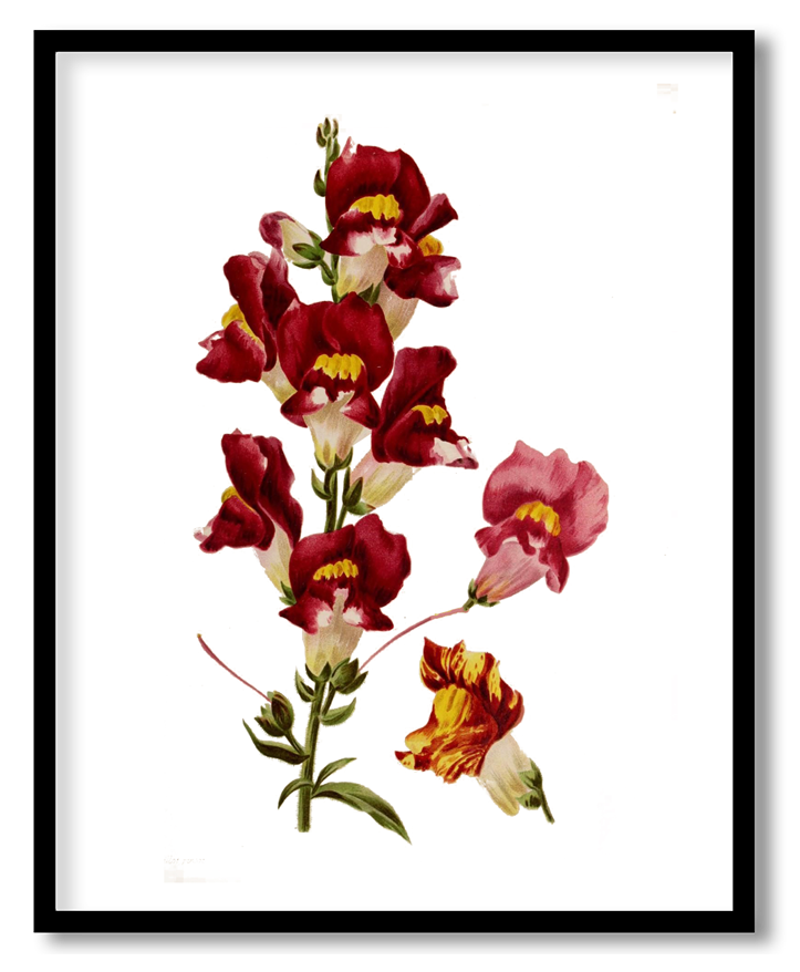 Gladiolus