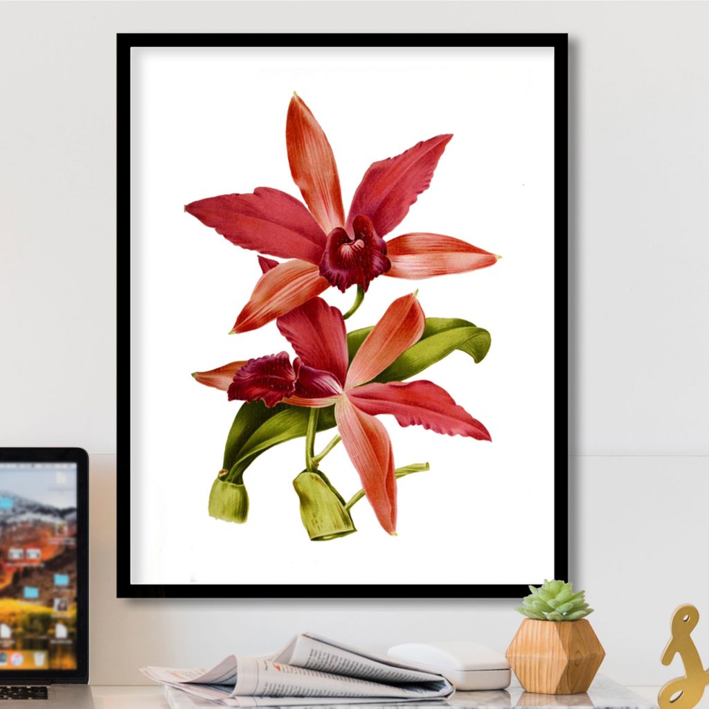 Botanical Red and Pink Orchids – Home Decor