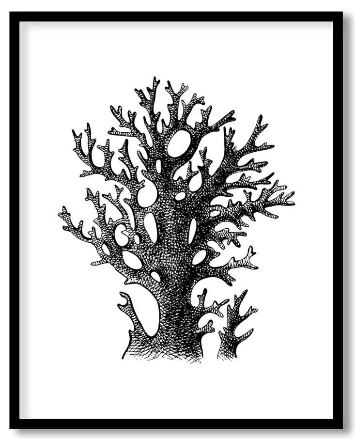 Hand drawn coral reef plant #20