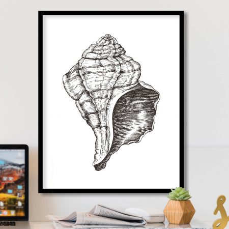 Nature Black White Conch Shell – Wall Art