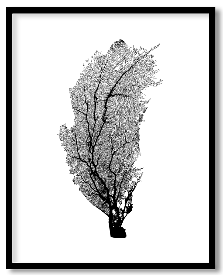 Vintage corallium rubrum coral #10