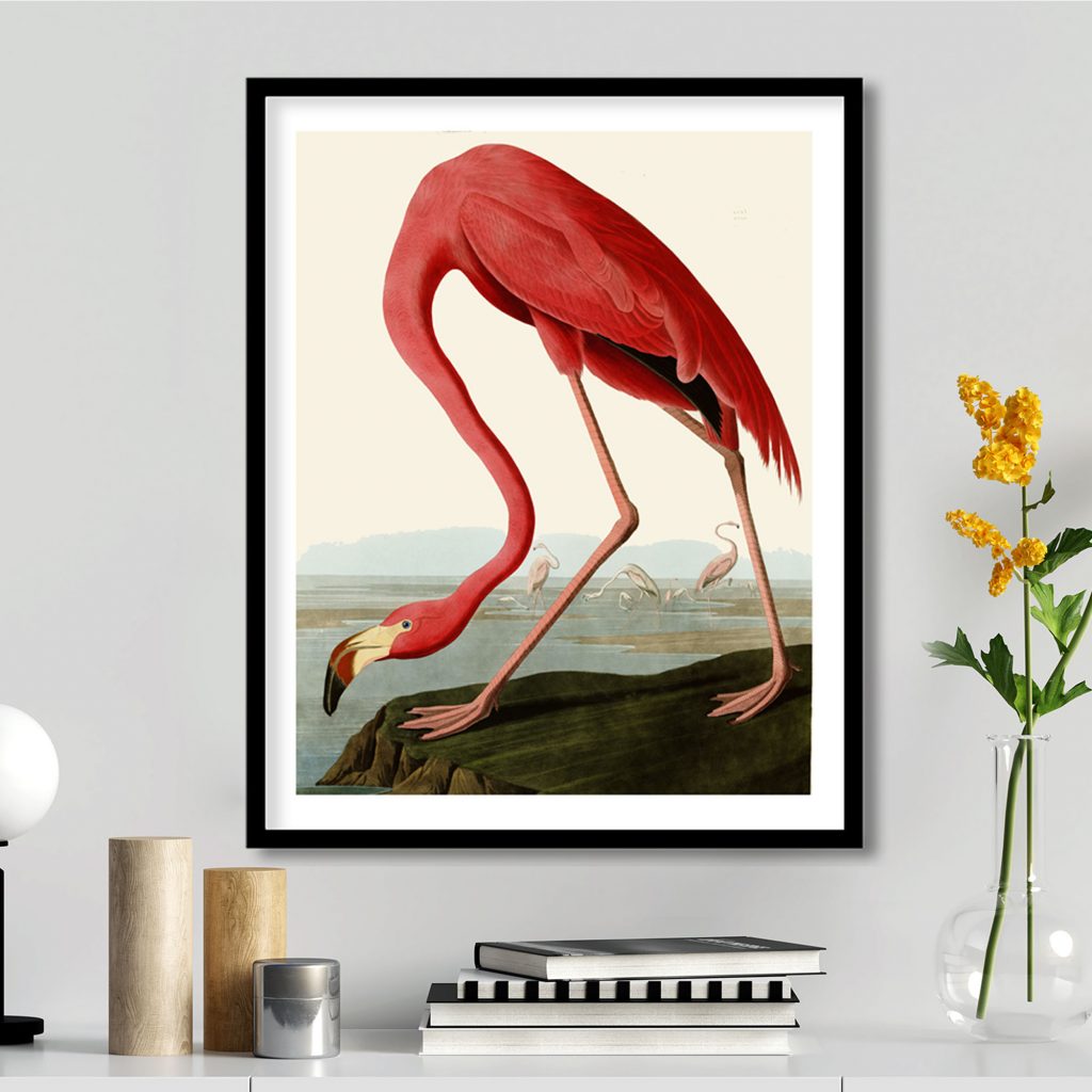 American flamingo by John James Audubon