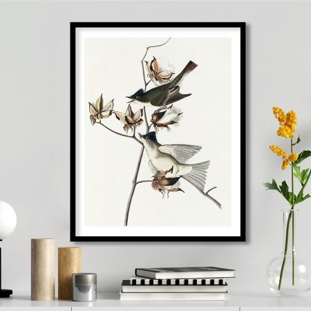 Pewit flycatcher by John James Audubon