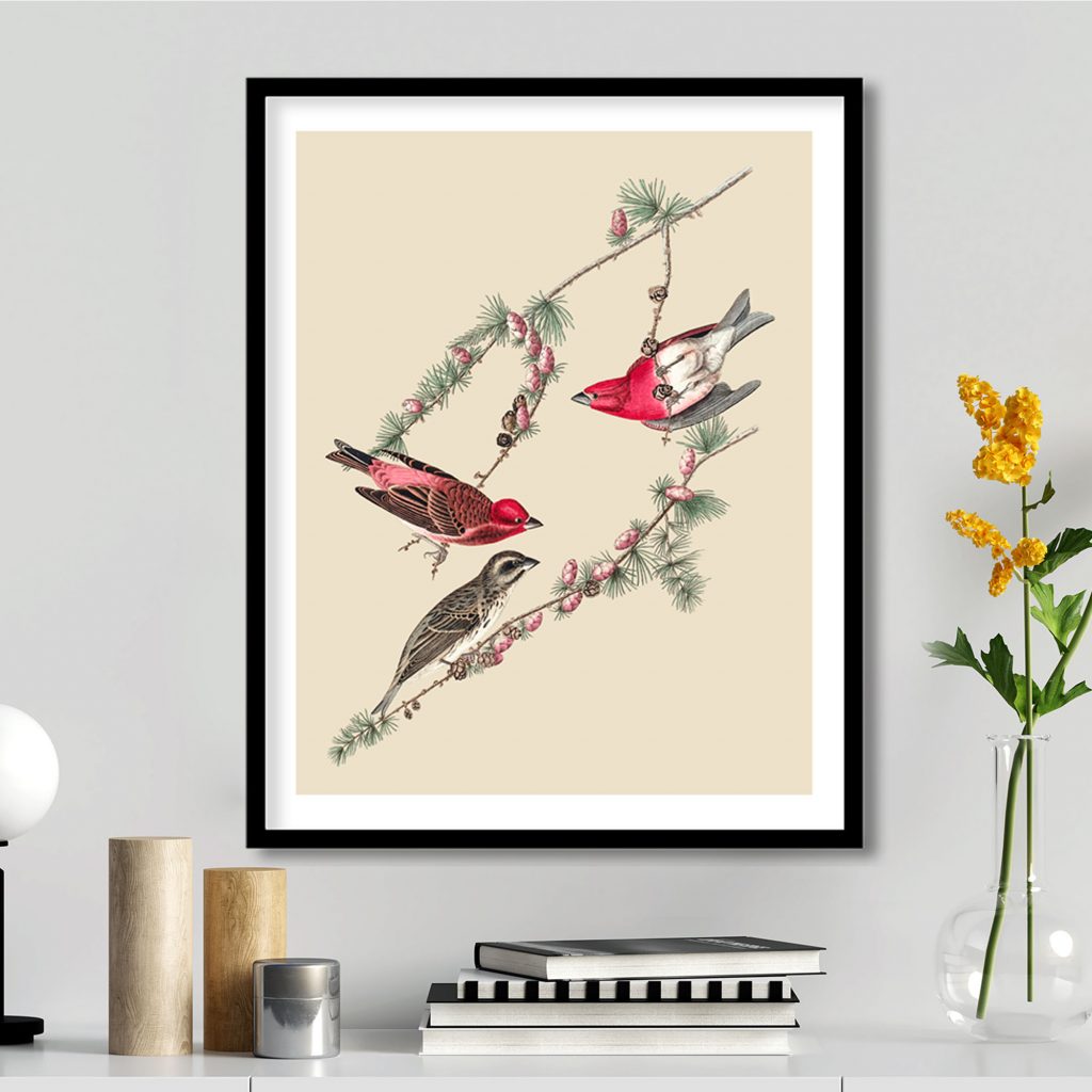 Purple finch by John James Audubon