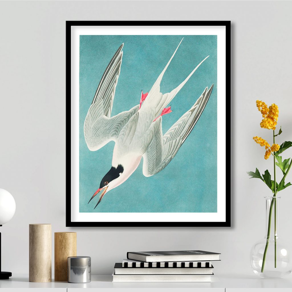 Roseate tern by John James Audubon