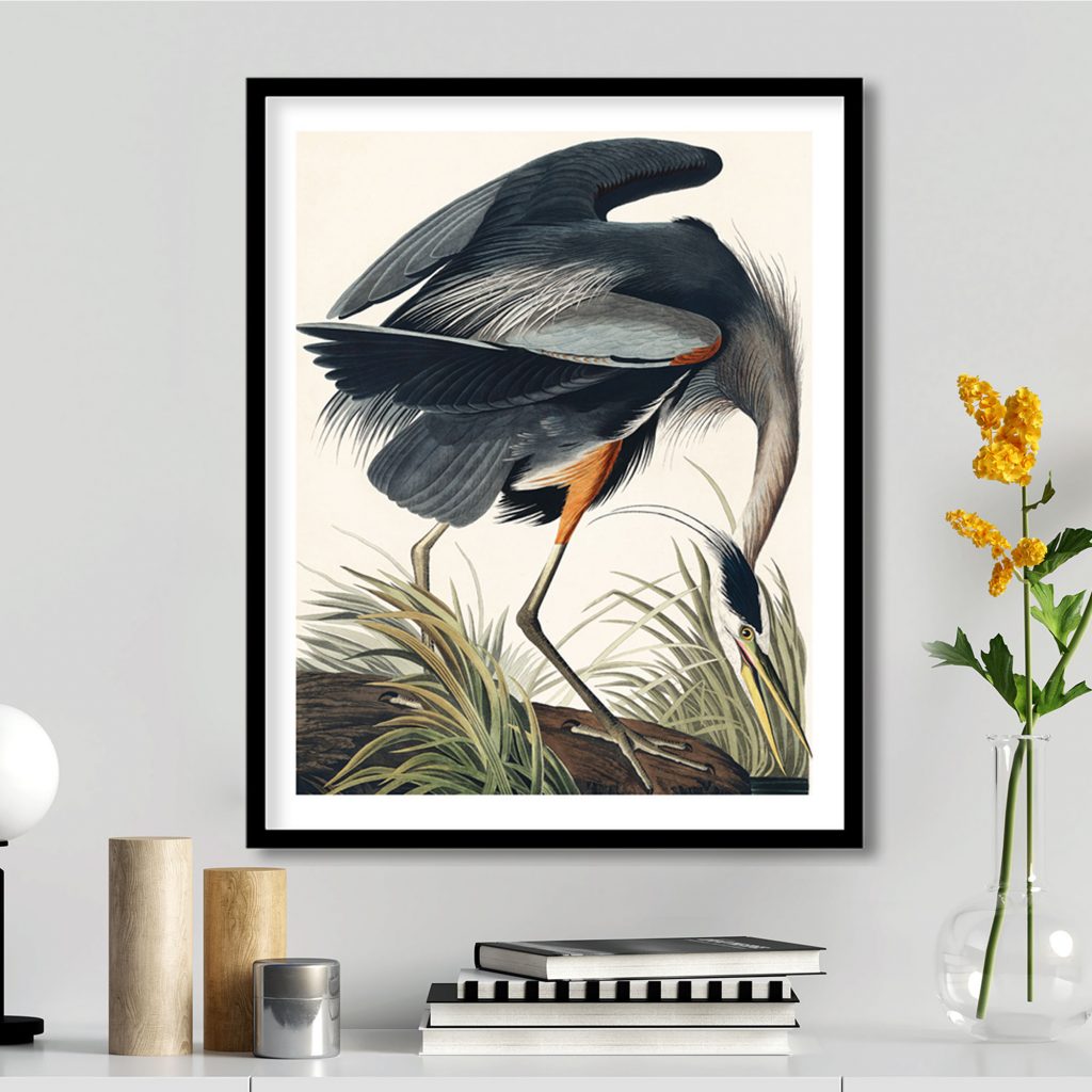 The great blue heron by John James Audubon