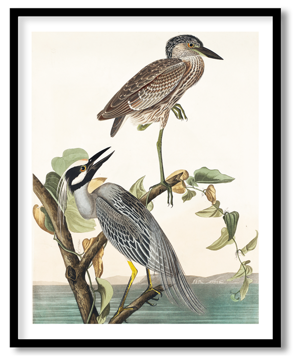 Yellow crowned heron by John James Audubon